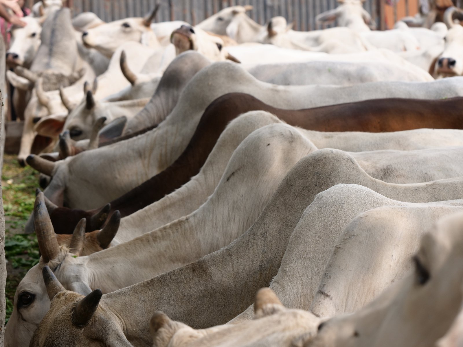  243 Gopashtami Radha kunda Govardhan 19.11.04